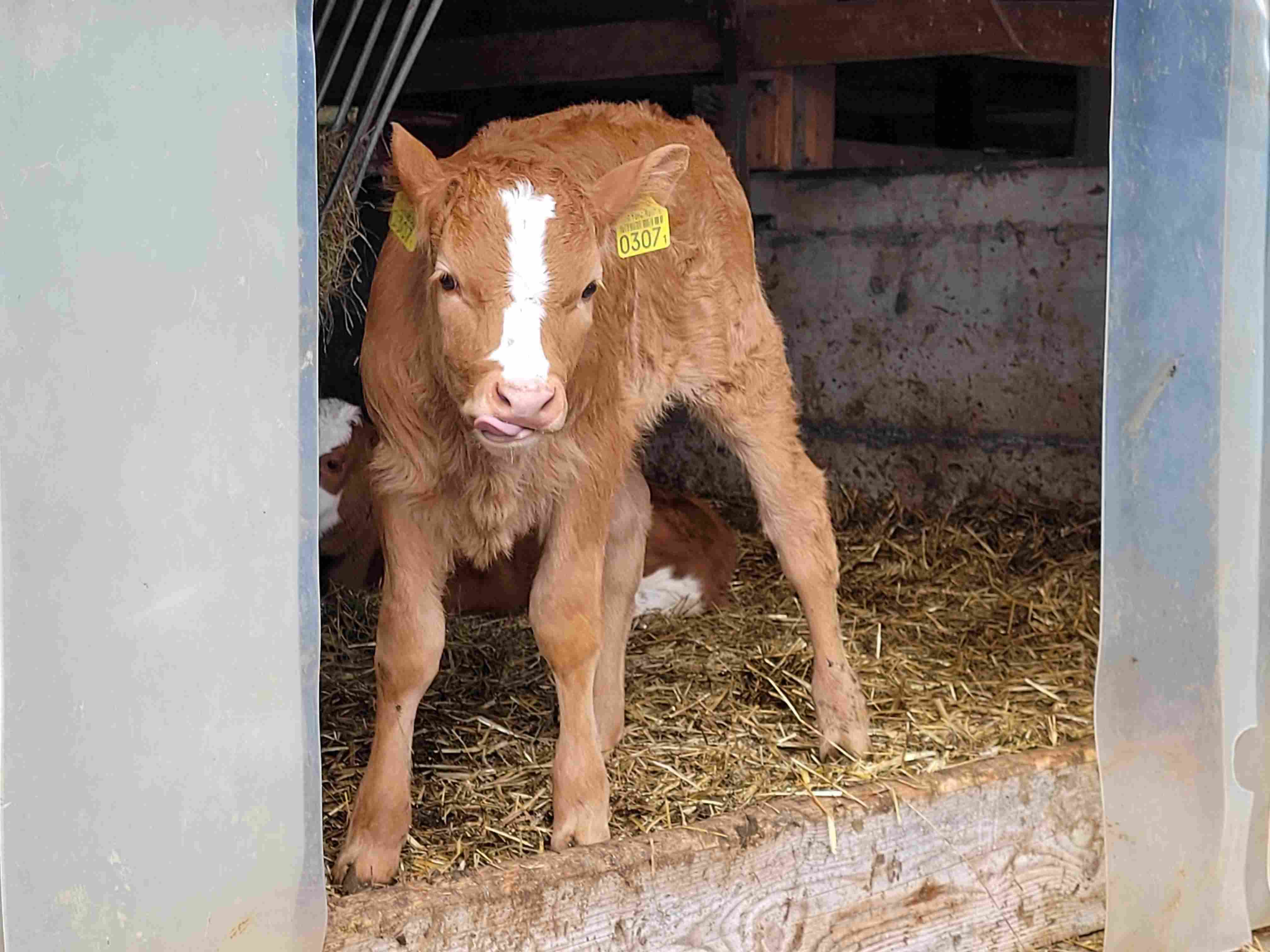 Ein neugieriges Kalb auf dem Hof Balmer-Müllener (Quelle: Eigene)